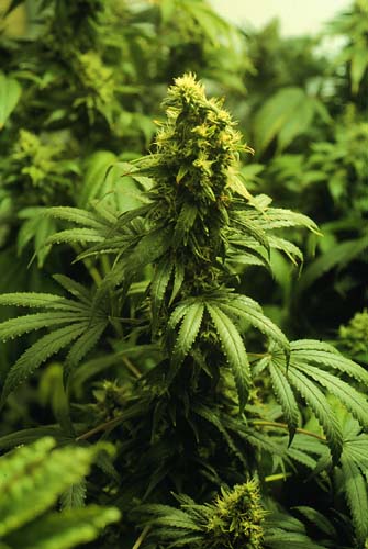 ace.jpg (35953 bytes)